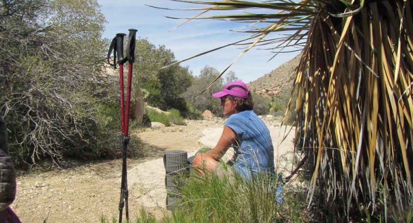 A person rests beside a joshua tree with their hiking poles staked in the ground in the foreground. 